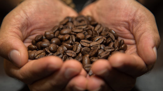 The Story of Dominican Coffee: A Heritage Brewed with Passion